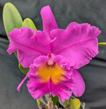 Rlc. Pink Empress 'Ju-Sen' AM/AOS  (5.5 "p) Meristem