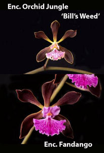 Encyclia Orchid Jungle 'Bill's Weed' AM/AOS x Enc. Fandango (3"p)