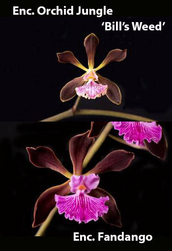 Encyclia Orchid Jungle 'Bill's Weed' AM/AOS x Enc. Fandango (3