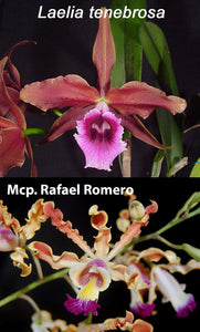 Laelia tenebrosa x Mcp Rafael Romero (3"p) From seed