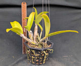 Stormara Eva Krisel's SunCoast Kiss (6"b) From Seed<br> (Rhyncattleanthe SunCoast's Lovely Red × Myrmecophila exaltata)