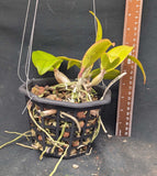 Stormara Eva Krisel's SunCoast Kiss (6"b) From Seed<br> (Rhyncattleanthe SunCoast's Lovely Red × Myrmecophila exaltata)
