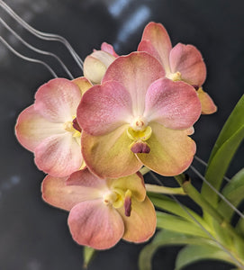 Vanda Yellow Butterfly 'No.597' (3"b)