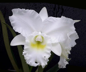 Cattleya Snow White (3"p )