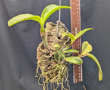 Cattleya violacea s/a Flamea  (mounted)