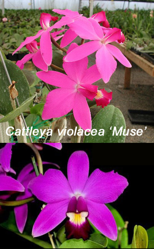 Cattleya violacea 'Muse' FCC/AOS x 'Tsiku Taiwan' SM/JOGA (BR)