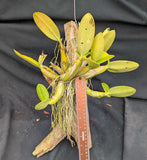 Myrmecophila brysiana 'Cream Puff' x self (mounted)