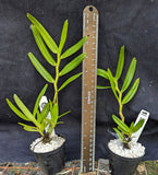 Angraecum florulentum (3"p)