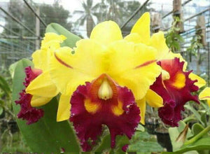 Rlc. Nakornchaisiri Delight 'Yen' (5"p)