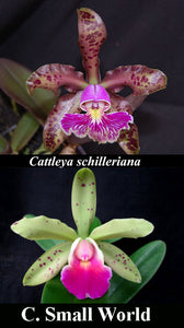C. schilleriana x C. Small World (4"p)