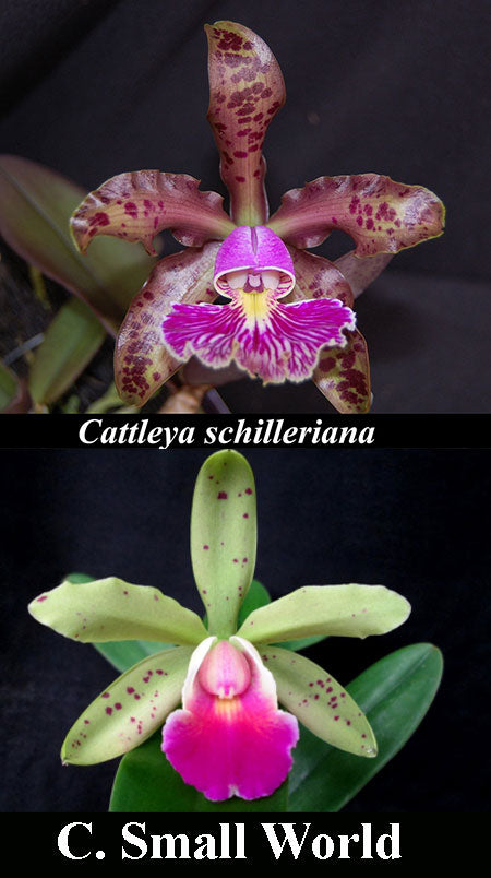 C. schilleriana x C. Small World (4