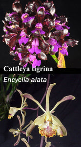 Cty. Rio's Kelinda (2"p)<br>(C. tigrina x Enc. alata)