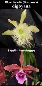 Bl. Helen (2"p)<br> (Brassavola digbyana x Laelia tenebrosa)