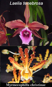 Myc. Rio's Venus (6"basket) From seed <br> (Laelia tenebrosa x Myrmecophila christinae)