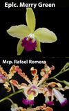 Blc. Merry Green x Mcp Rafael Romero (3"p) From seed