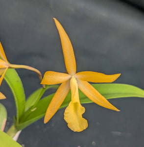 Brassanthe Ronnie Bliss (6"basket) From seed