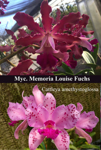 Myc. Mem Louise Fuchs x Cattleya amethystoglossa (6"b)