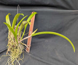 Rlc. Volcano Lovely 'Volcano Queen' x Brassavola apendiculata (mounted)