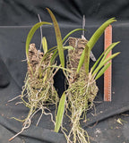 Rlc. Volcano Lovely 'Volcano Queen' x Brassavola apendiculata (mounted)