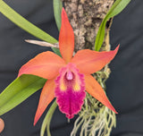 Rlc. Volcano Lovely 'Volcano Queen' x Brassavola apendiculata (mounted)