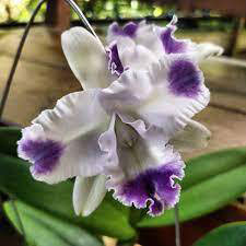 Cattleya Angela coerulea 'Aquinii' (5