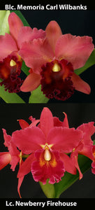 Blc. Memoria Carl Wilbanks 'Cissy Meggs' AM/AOS x Lc. Newberry Firehouse 'Mendenhall' (2.5"p)