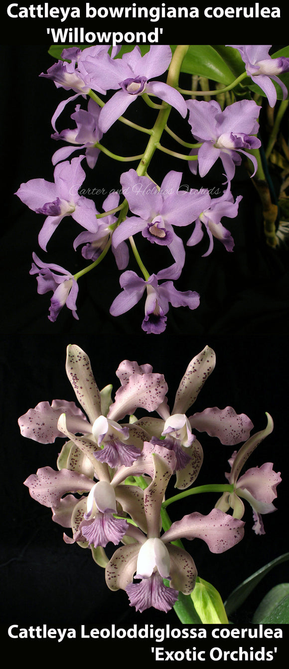 Cattleya bowringiana coerulea 'Willowpond' x Cattleya Leoloddiglossa coerulea 'Exotic Orchids' (2.5