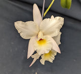 Pot. Paxton Brooks 'Orange Surprise' x Laelia rubescens (4"p)