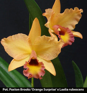 Pot. Paxton Brooks 'Orange Surprise' x Laelia rubescens (2.5"p)