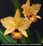 Pot. Paxton Brooks 'Orange Surprise' x Laelia rubescens (4"p)