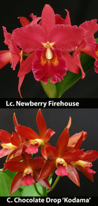 Lc. Newberry Firehouse 'Mendenhall' x Cattleya Chocolate Drop 'Kodama' AM/AOS (2.5"p)