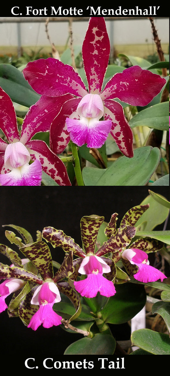 Cattleya Fort Motte 'Mendenhall' x Cattleya Comets Tail (2