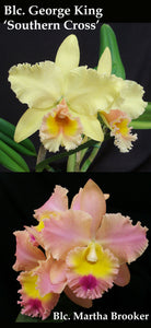 Blc. George King 'Southern Cross' AM/AOS x Blc. Martha Brooker 'Frosty Morn' (2.5"p)