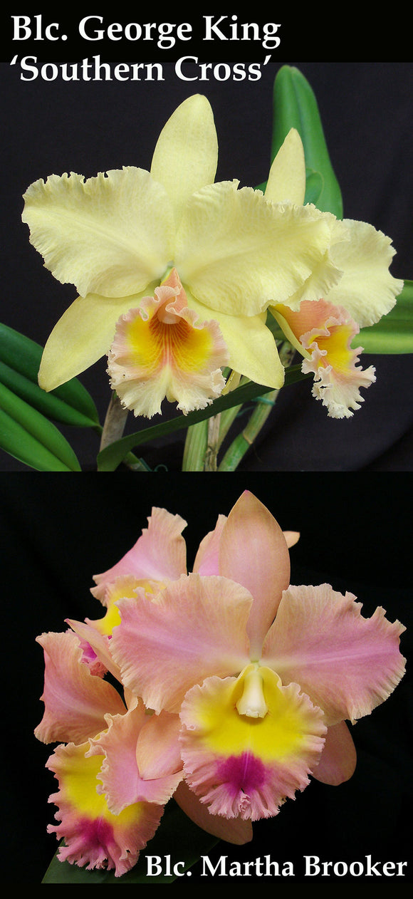 Blc. George King 'Southern Cross' AM/AOS x Blc. Martha Brooker 'Frosty Morn' (2.5