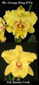 Blc. George King D’or x Pot. Jimmy Cook '#1 (2.5"p)