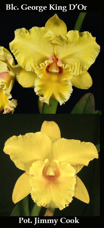 Blc. George King D’or x Pot. Jimmy Cook '#1 (2.5