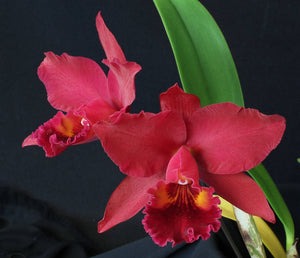 Pot. Uptown Girl (3"p) <br> (Pot. Mem Mario Lanza x Blc. Edisto)