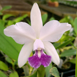 Lc. Floralia's Azul 'Sandra' AM/AOS x Cattleya amethystoglossa coerulea 'Blue Sky' (3"p)