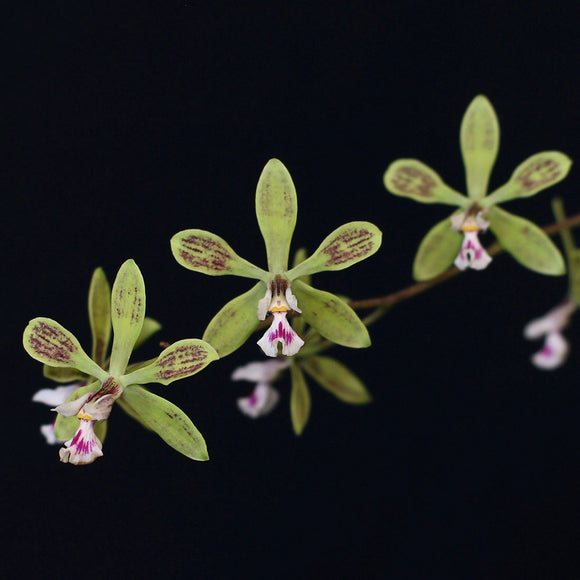 Encyclia Newberry Tuity Fruity (2