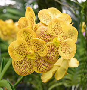 Vanda (Kriengkrai Yellow x Thai Spot) (3"b)