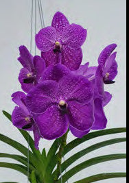 Vanda (Somsri Pink x Dr Anek x Kasems Delight) No 076 (3"b) Meristem