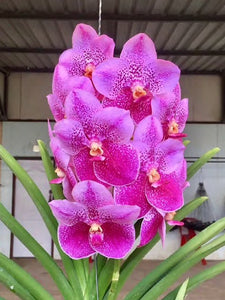 Vanda (Charles Goodfellow - Suksamran Gold) x V. Jimmy Miller (3"b)