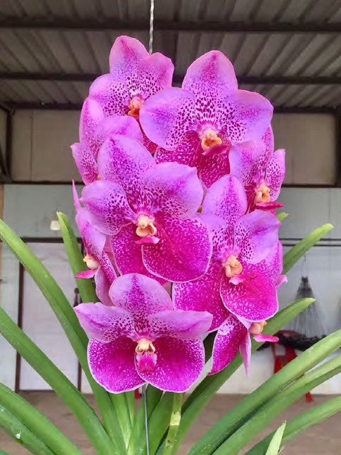 Vanda (Charles Goodfellow - Suksamran Gold) x V. Jimmy Miller (3