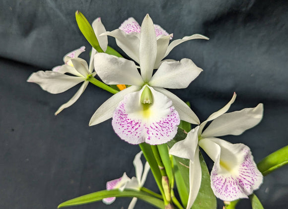 Blc. Hawaii Stars Meristem (6