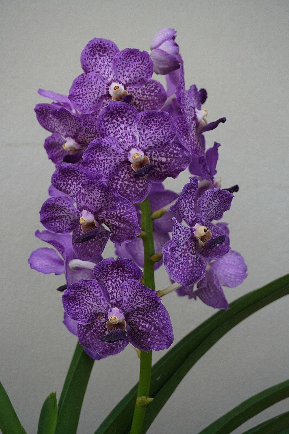 Vanda Hybrids – Page 3 – Plantio La Orquidea