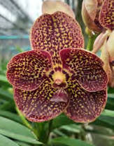 Vanda (Nopporn Golden Spots x Kulwadee Fragrance) No.529