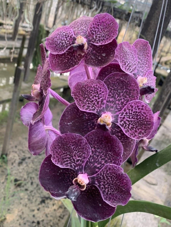 Vanda (Kasem's Delight x Lena Kamolphan) No. 697