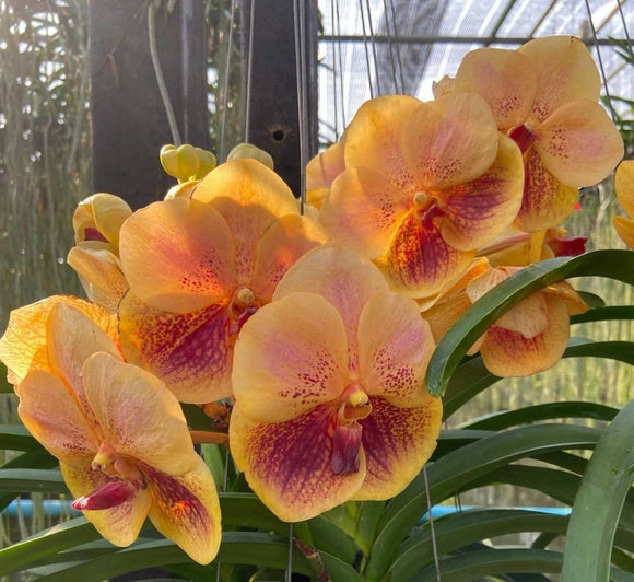 Vanda (Renu Gold x Butterfly) No. 417 (3