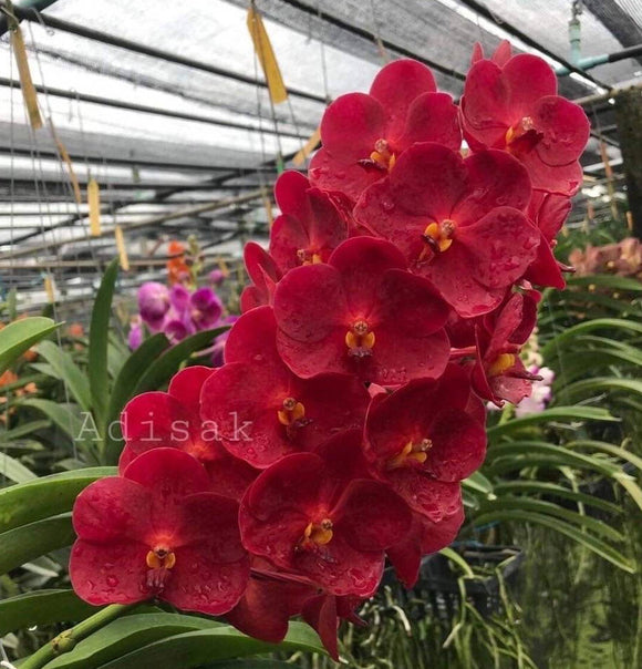 Vanda SW New Year Red 'Scarlet Beauty' (3