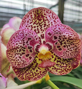 Vanda (Kulwadee Fragrance x Conference Gold) (3"b)